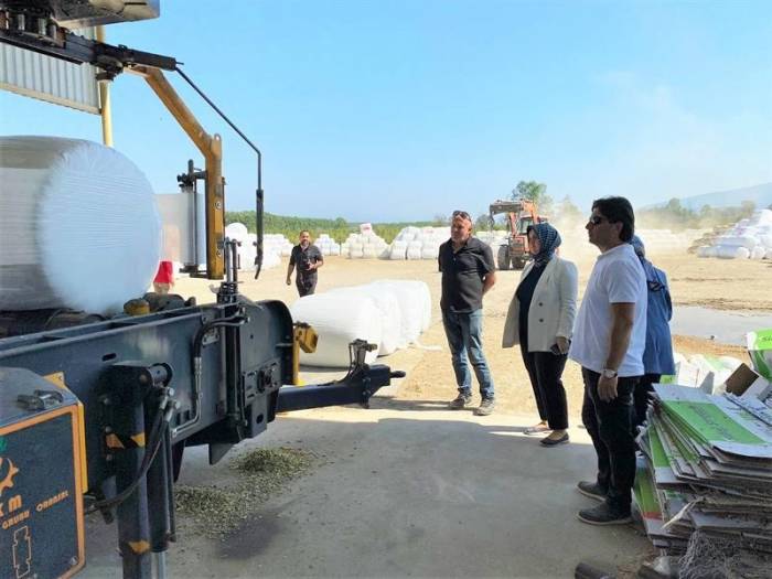 Silajlık Mısır Hasadı Sürüyor