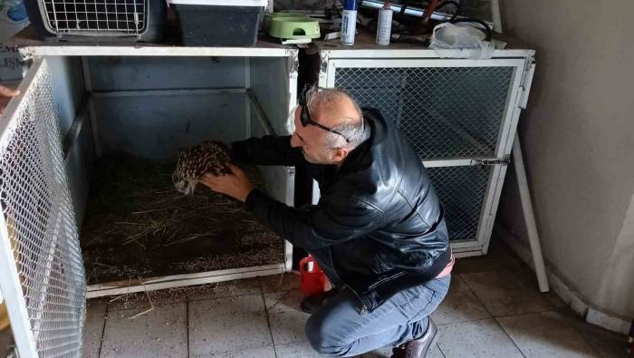 Yaralı Bulduğu Kızıl Kartal’ı Dkmp’ye Teslim Etti