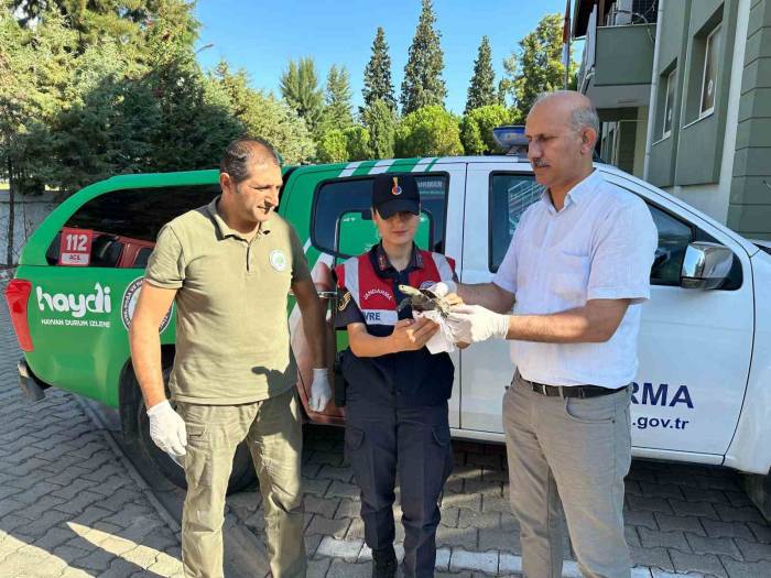 Yaralı Su Kaplumbağasına Jandarma Şefkati