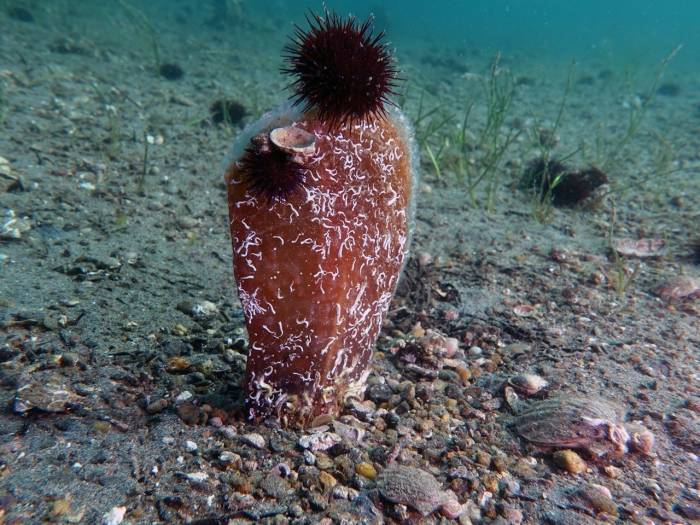 Prof Dr. Mustafa Sarı: “Pinalar Marmara, Marmara Pinalar İçin Umut”