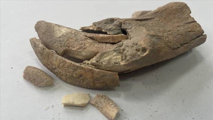 Apemia Antik Kentinde Büyük Bir Kedi Türüne Ait Çene Kemiği Bulundu