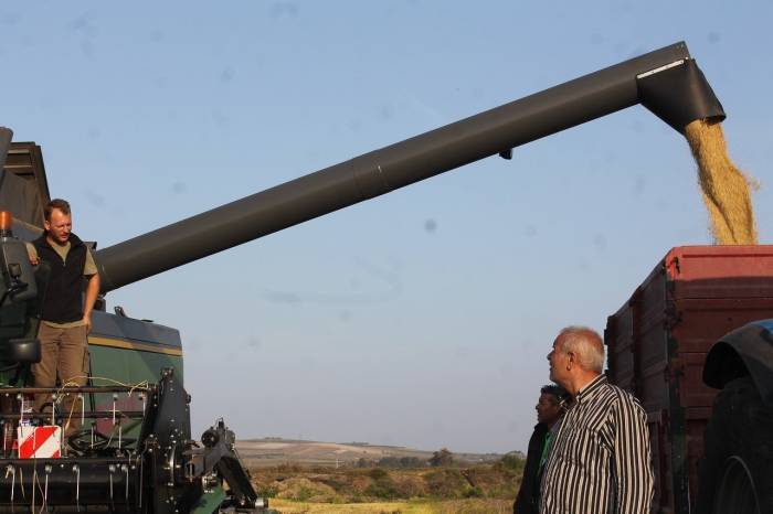 Manyas’ta Çeltik Hasadına Başlandı