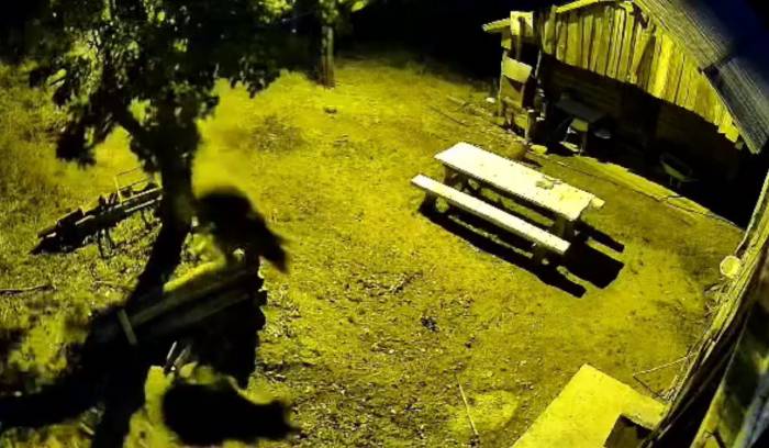 Armut Ağacına Çıkarak Karınlarını Doyuran Ayılar Kameraya Yansıdı