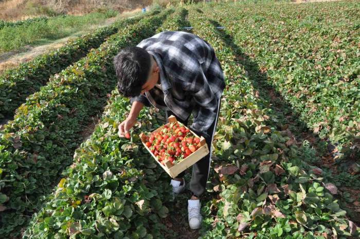 Batman’da Coğrafi İşaret Tescilli Sason Çileğinde Yılın Son Hasadı Başladı