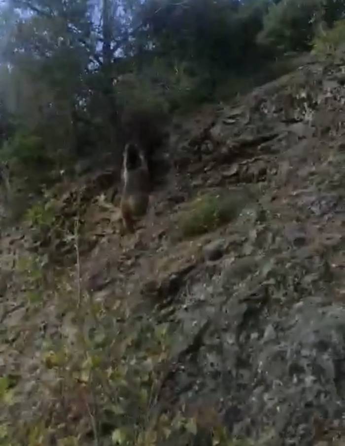 Karşılaştığı Ayıyı "Oğlum Gel" Diye Çağırdı
