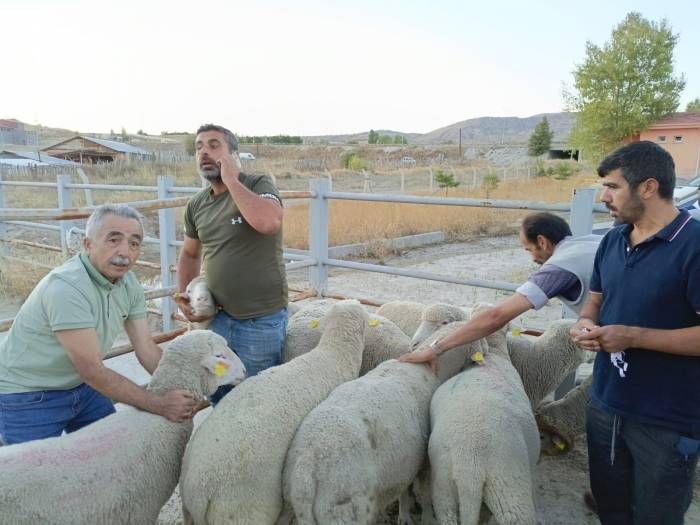 Çankırı’da Üreticilere Merinos Koç Dağıtıldı