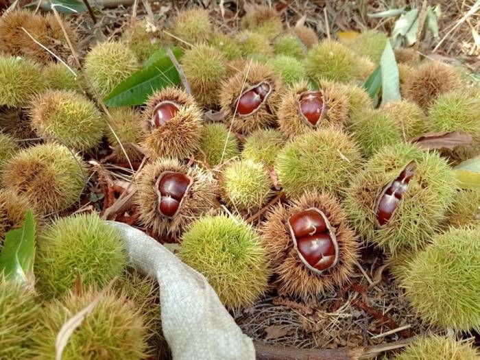 Kestane Hasadına Başlandı