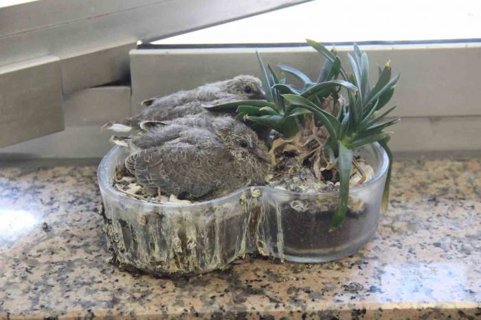 Zabıta Müdürünün Ofisindeki Saksı Kumrulara Yuva Oldu