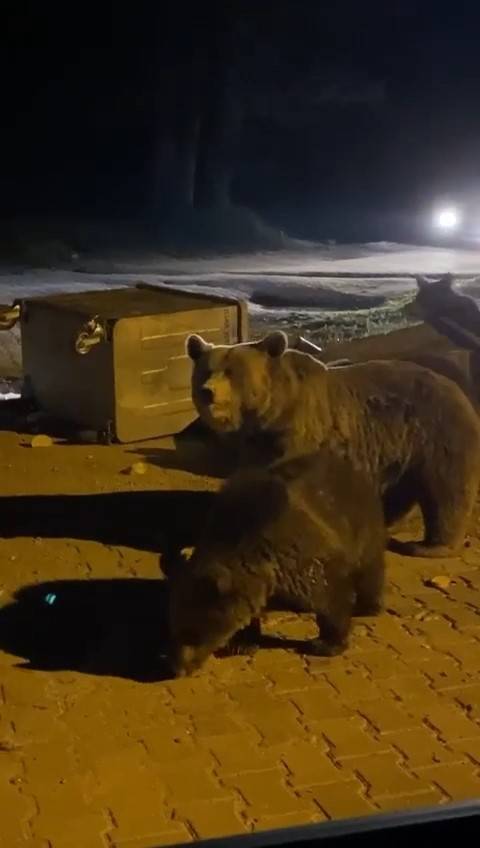 Uludağ’da Hayvanlar Ailemi Kameralara Yansıdı
