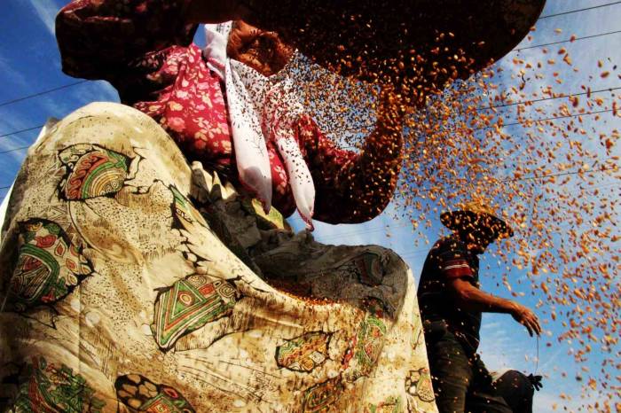 ’altın Susam’ Hasadı Başladı: En Büyük Pazar Japonya