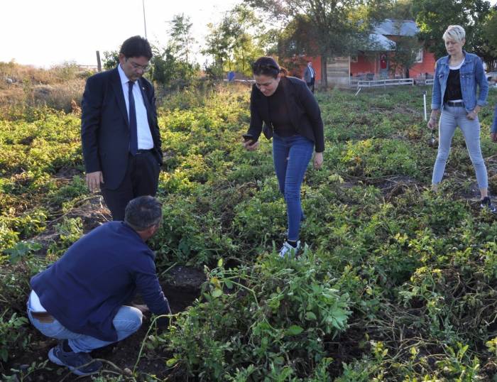 Erzurum’da Mor Patates Ekilecek