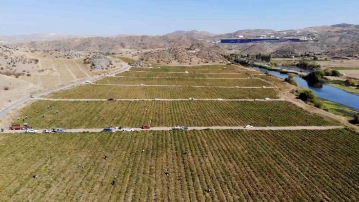 Belediyeden Anons Yaptırdı, Tarlasında Kalan Mahsulleri Bedavadan Dağıttı