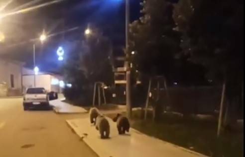 Ayılar İlçe Merkezine Kadar İndi