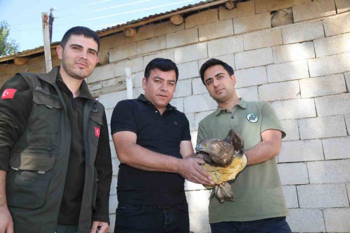 Van’da Bitkin Halde Bulunan Arı Şahini Tedavi Altına Alındı