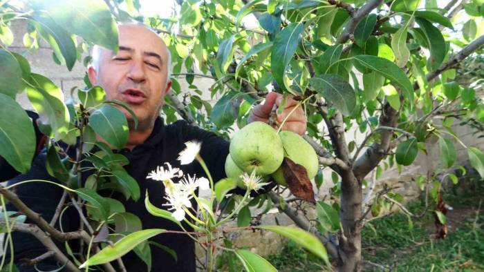 Van’da Çiçek Açan Armut Ağacı Şaşırttı