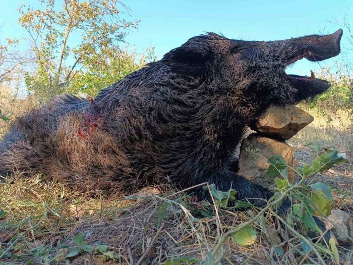 Bilecikli Avcılar Dev Domuzları Vurdu