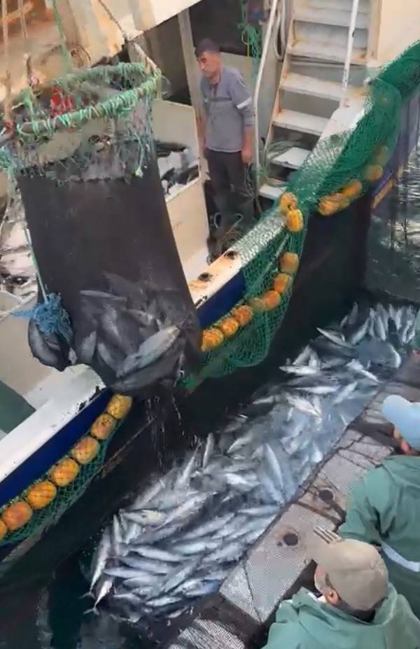 Çanakkale Boğazı’nda Torik Bereketi