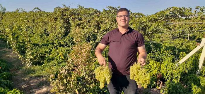 Modern Tarım İle 17 Ayda Tonlarca Üzüm Elde Etti