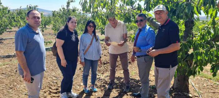 Mihalıççık Kiraz Bahçeleri Kontrol Altında