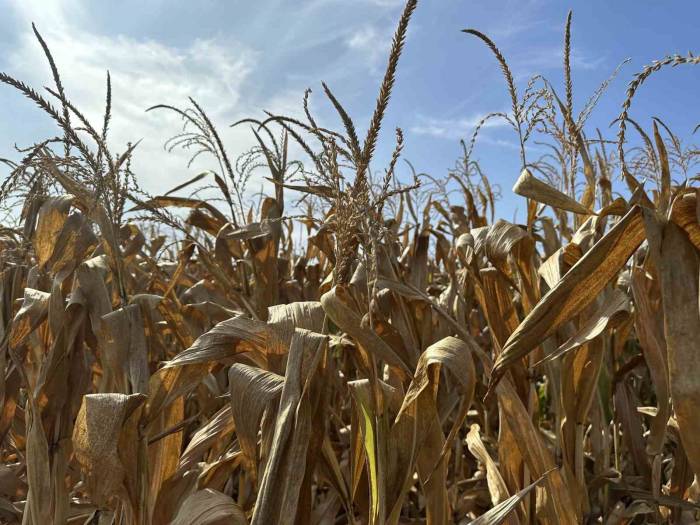 Çiftçiler Mısır Hasadını Bekliyor