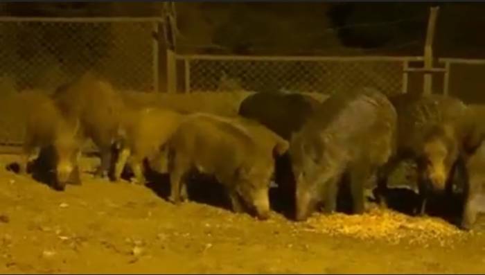 Eyüpsultan’da Domuz Sürüsü Yol Kenarına İndi