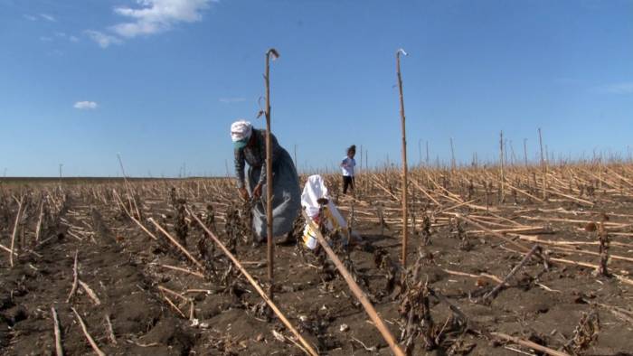 Hasadı Yapılan Ayçiçek Tarlaları Geçim Kaynağı Oldu