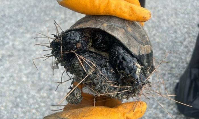 Zifte Bulanan Kaplumbağalar, 5 Günlük Yaşam Savaşını Kazandı