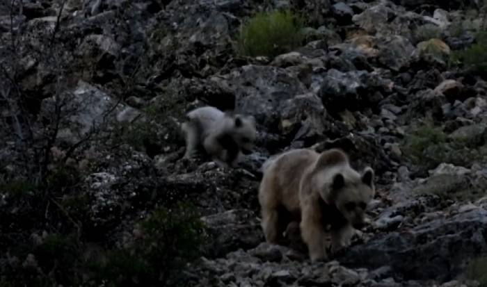 Anne Ve Yavru Bozayılar Görüntülendi