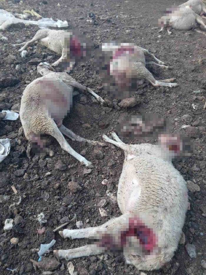 Ağıla Giren Kurtlar 13 Koyunu Telef Etti