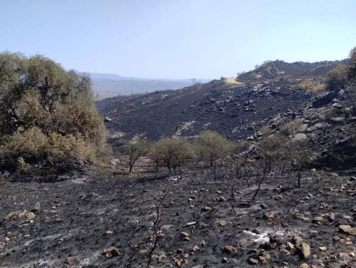 Arjantin’de Orman Yangını Yerleşim Bölgelerine Sıçradı