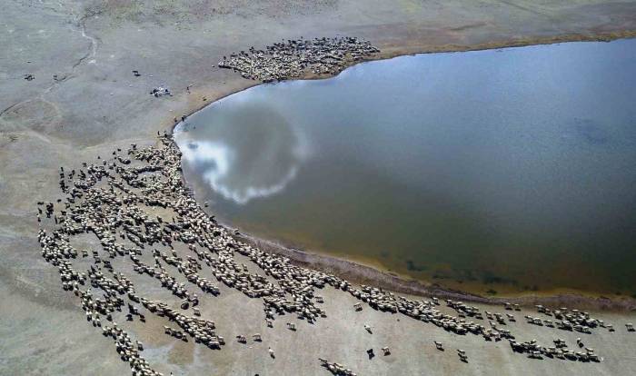 Kalp Gölü’ne Su İçmeye Gelen Sürüler Kartpostallık Görüntüler Oluşturdu