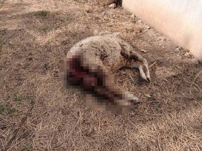 Sokak Köpekleri Koyunu Telef Etti