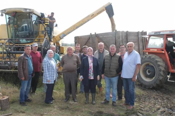 Saray Mutfağı Pirincinin Hasadı Başladı