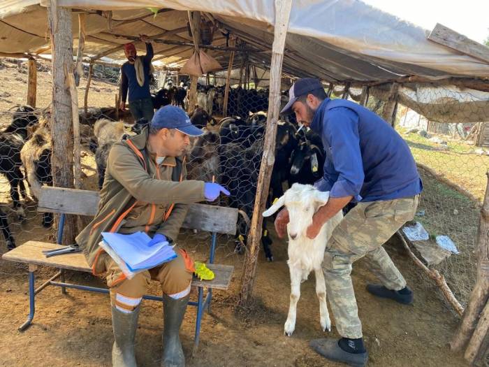 Isparta’da Küçükbaş Hayvanlar Aşılanıyor