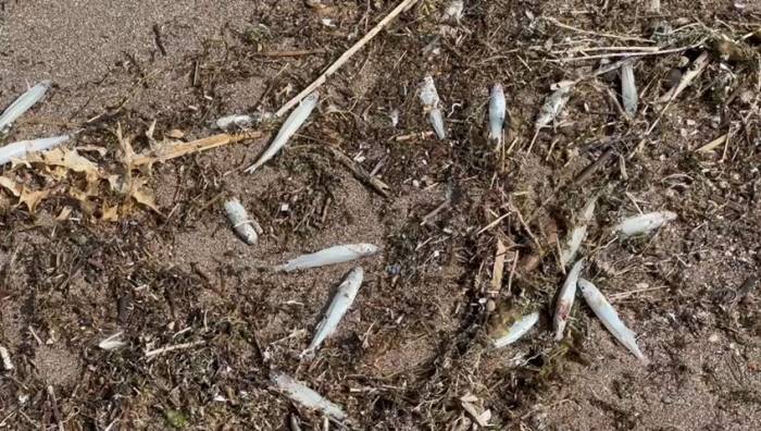 Nereden Geldiği Bilinmiyor: İsrail Sazanları Karaya Vurdu