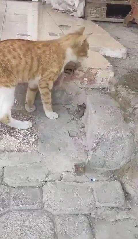 Kediye Yem Olmak İstemeyen Fare, Ölü Taklidi Yaparak Kurtuldu