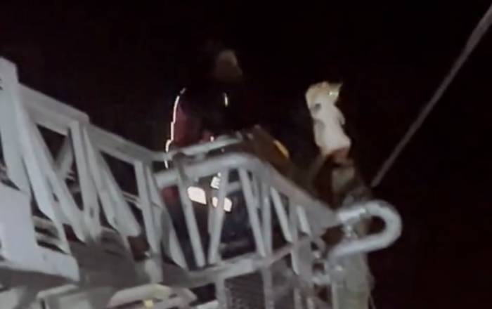 Direkte Mahsur Kalan Kedi Kurtarıldı