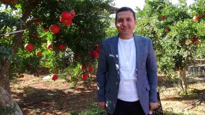 Kilis’te Nar Hasadı Başladı