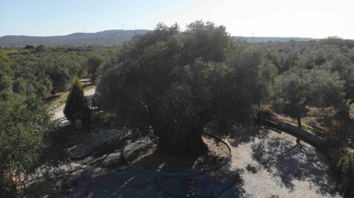 Bin 600 Yıllık Ağaç Kuraklığa Meydan Okudu, Dalları Meyveyle Doldu