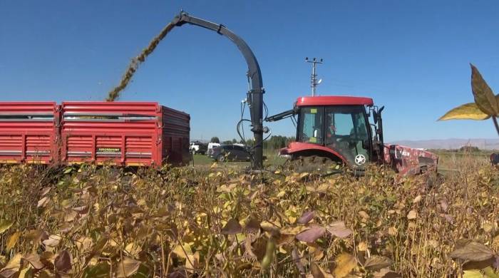 Muş’ta 15 Bin Dekar Alana Ekilen Silajlık Soyanın Hasadı Yapıldı