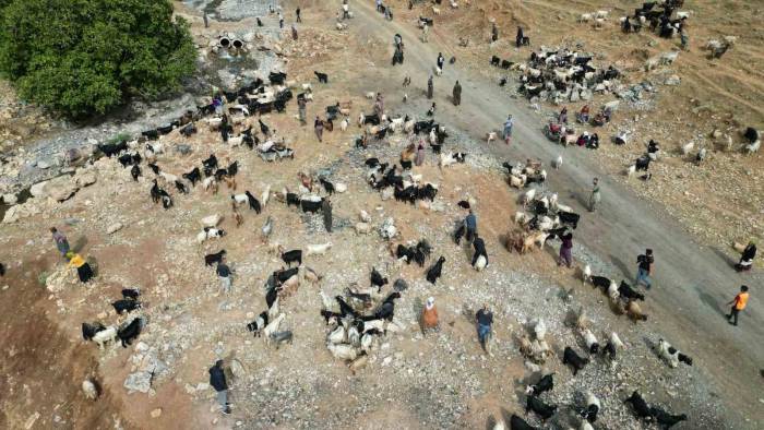 Şırnak’ta 35 Bin Lira Maaş Alan Çobanlar Tatile Girdi