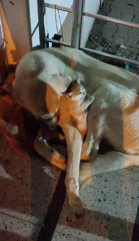 Yavru Kedinin ‘Tehlikeli’ Sıcak Yer Arayışı