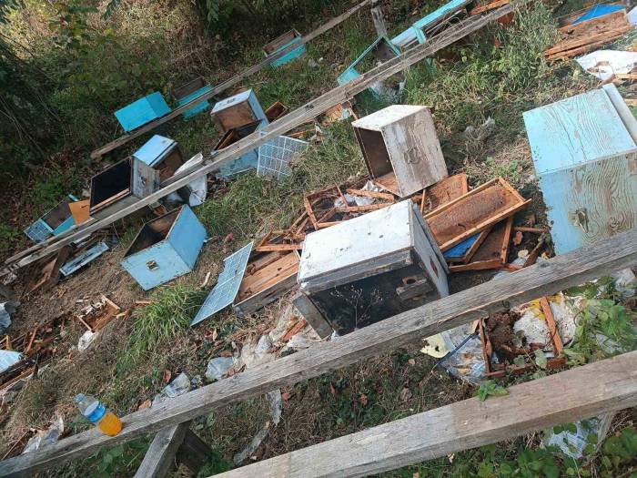 Ayılar 48 Arı Kovanını Parçaladı, Meyve Ağaçlarına Zarar Verdi