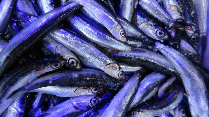 Yeni Sezonda Hamsi İhracatından 2 Milyon Dolara Yakın Döviz Girdisi