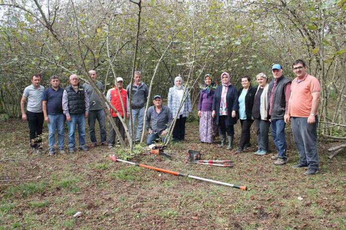 Fındıkta Verim Artacak