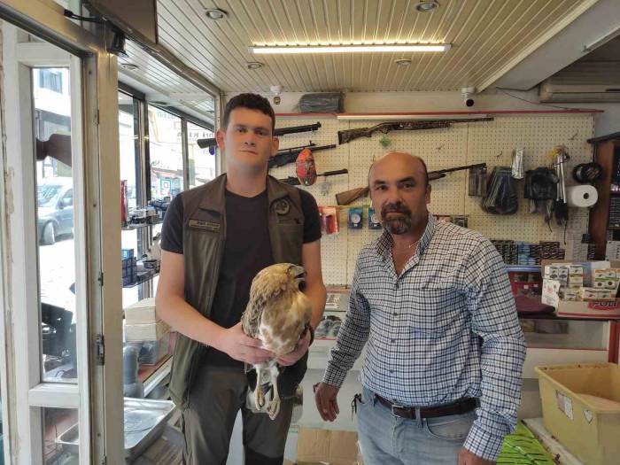 Kastamonu’da Tedavisi Tamamlanan Kartal, Doğaya Salındı