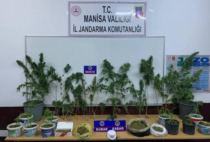 Ev Ve Tarlalarında Kenevir Yetiştiren Şahıslar Yakalandı