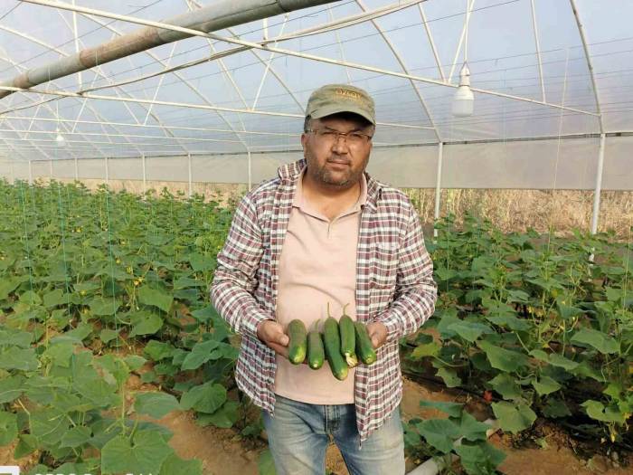 Sarıgöllü Girişimci Serada Yılda İki Ürün Alıyor