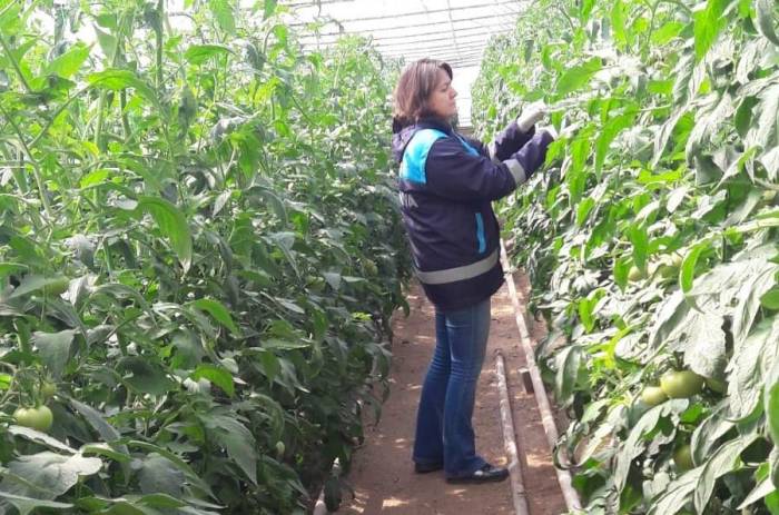 Simav’da Örtüaltı Tarım Alanlarında Sürvey Çalışmaları