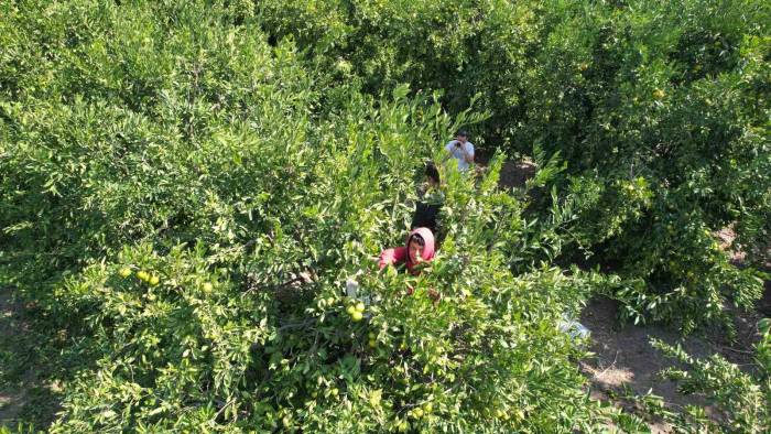 Narenciyede İşçi Sıkıntısı